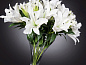 ETERNITY - VANESSA LILIUM Искусственное растение VGnewtrend — фото 4