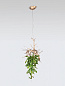 Подвесной светильник SERIP Voa Pixie — фото 4