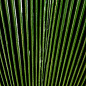 PALMA Искусственное растение VGnewtrend 1040744 — фото 1
