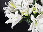 ETERNITY - VANESSA LILIUM Искусственное растение VGnewtrend — фото 3