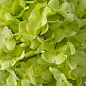 119294 Eichholtz Hydrangeas букет из гортензий — фото 5