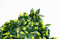 PITTOSPORUM зеленая стена из искусственных растений, VGnewtrend