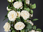 ETERNITY PENELOPE COLUMN ROSES Искусственное растение VGnewtrend — фото 2