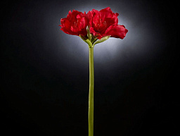1001597.30 VGnewtrend Amaryllis Real Touch Полиэстер Искусственное растение