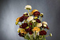 TULIPIER BABILON RANUNCOLO SMALL среднее цветочное украшение, VGnewtrend