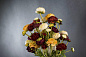 TULIPIER BABILON RANUNCOLO SMALL среднее цветочное украшение, VGnewtrend — фото 2