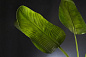 ETERNITY CLEX PARADISE большое цветочное украшение, VGnewtrend — фото 3