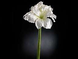 1001553.95 VGnewtrend Amaryllis Real Touch Искусственное растение