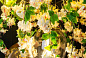 FLOWER POWER CASCADES EGGS Светодиодный хрустальный потолочный светильник VGnewtrend — фото 8