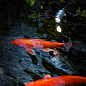 Подводное освещение Kozi F BEL LIGHTING — фото 1