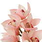Искусственное растение Cymbidium Orchids Eichholtz 119282 — фото 5