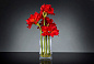 ETERNITY AMARYLLIS RADISH Цветочная композиция со стеклянной вазой VGnewtrend