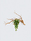 Настенный светильник SERIP Voa Magical Sprig — фото 2