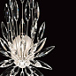 881850 Lily Buds 22" Sconce бра, Fine Art Lamps