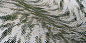 Blushing Sloth Wallcovering обои Moooi — фото 1