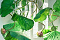 FLOWER POWER LOTUS DICHONDRA SQUARE Светодиодный потолочный светильник из муранского стекла VGnewtrend — фото 5