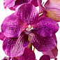 Искусственное растение Vanda Orchids Eichholtz 119285 — фото 3
