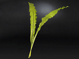 ASPLENIUM LEAF Полиэстер Искусственное растение VGnewtrend