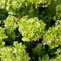 Искусственное растение Hydrangeas Eichholtz 119294 — фото 2