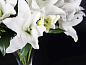 ETERNITY - VANESSA LILIUM Искусственное растение VGnewtrend — фото 2