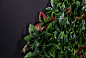 PHOTINIA Растительная рамка VGnewtrend — фото 1