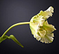 TULIPANO PAPPAGALLO Полиэстер Искусственное растение VGnewtrend — фото 1