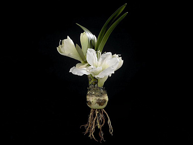 BULBO AMARYLLIS Полиэстер Искусственное растение VGnewtrend