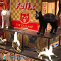 CAT LAMP FELIX настольная лампа Seletti 15041