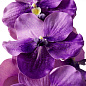 Искусственное растение Vanda Orchids Eichholtz 119286 — фото 3