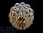 Protea  Люстра Willowlamp C-LANGARM-170-WS-M