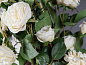 ETERNITY PENELOPE COLUMN ROSES Искусственное растение VGnewtrend — фото 4