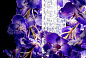 FLOWER POWER VANDA SQUARE Светодиодный потолочный светильник из муранского стекла VGnewtrend — фото 6