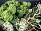 ETERNITY ROUND ROSE Искусственное растение VGnewtrend — фото 5