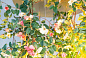 FLOWER POWER ROMANTIC ROSES Светодиодный хрустальный потолочный светильник VGnewtrend — фото 1