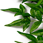 Искусственное растение Tender Leaves Eichholtz 119288 — фото 3