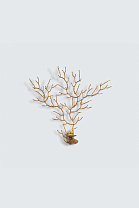 Coral Sea Fan