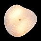 Бра Crystal Lux CONTESSA AP2.2 — фото 3
