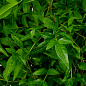 Искусственное растение Tender Leaves Eichholtz 119288 — фото 1