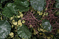 LOTUS LEAF WALL Растительная рамка VGnewtrend — фото 4