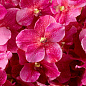 Искусственное растение Vanda Orchids Eichholtz 119284 — фото 1