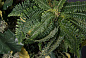 LOTUS LEAF WALL Растительная рамка VGnewtrend — фото 5