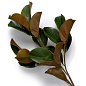 Искусственное растение Magnolia Leaves Eichholtz 119289 — фото 3
