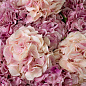 Искусственное растение Hydrangeas Eichholtz 119281 — фото 1