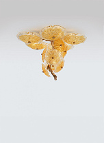 Nenufar Lutea