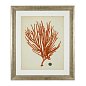 Набор принтов Antique Red Corals (6 шт.) Eichholtz 111741 — фото 6