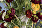 TULIPIER BABILON RANUNCOLO BIG среднее цветочное украшение, VGnewtrend