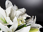 ETERNITY ROUND LILIUM Искусственное растение VGnewtrend — фото 2
