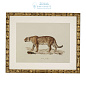 111745 Prints EC262 Lion, Tigre, Jaguar set of 6  Eichholtz