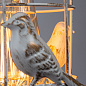 A5090AP-1WG Arte Lamp Cincia бра E27 1х40W 450Lm — фото 3