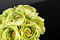 ETERNITY MINIMES RANUNCULUS BOUQUET малое цветочное украшение, VGnewtrend — фото 11